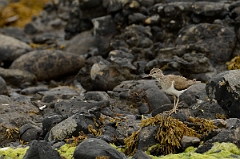 David Plant Photography - Wildlife Photography - Common sandpiper - E