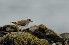 David Plant Photography - Wildlife Photography - Common sandpiper - F