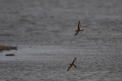 David Plant Photography - Wildlife Photography - Common sandpiper - G