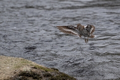 David Plant Photography - Wildlife Photography - Common sandpiper - H