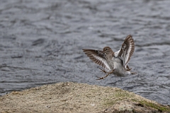 David Plant Photography - Wildlife Photography - Common sandpiper - I