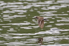 David Plant Photography - Wildlife Photography - Common sandpiper - K