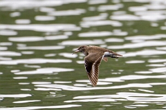 David Plant Photography - Wildlife Photography - Common sandpiper - L