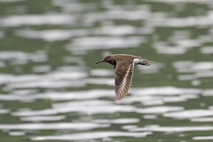 David Plant Photography - Wildlife Photography - Common sandpiper - N