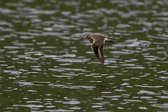 David Plant Photography - Wildlife Photography - Common sandpiper - O