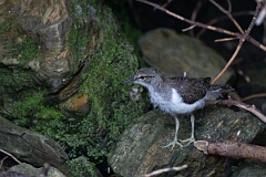 David Plant Photography - Wildlife Photography - Common sandpiper - P