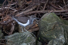 David Plant Photography - Wildlife Photography - Common sandpiper - Q