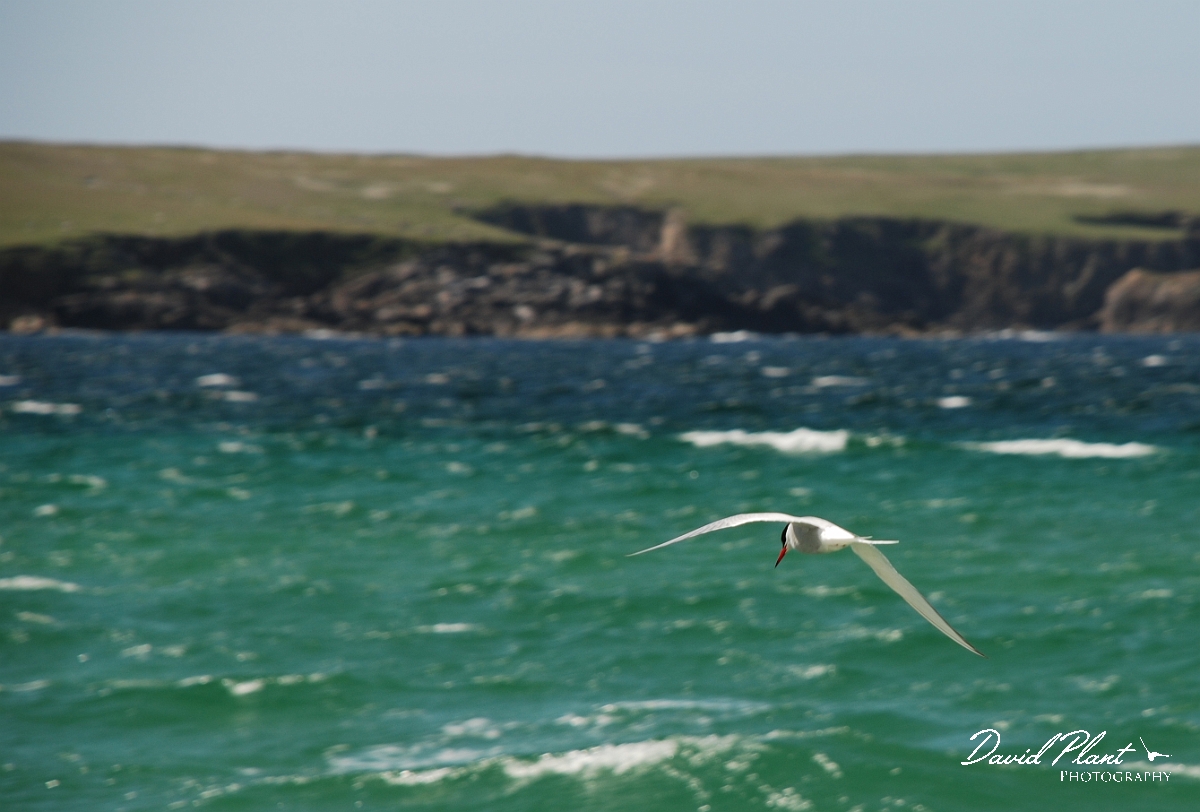 David Plant Photography - Wildlife Photographer - Common tern - A.JPG - Common tern in flight - Shetland Islands