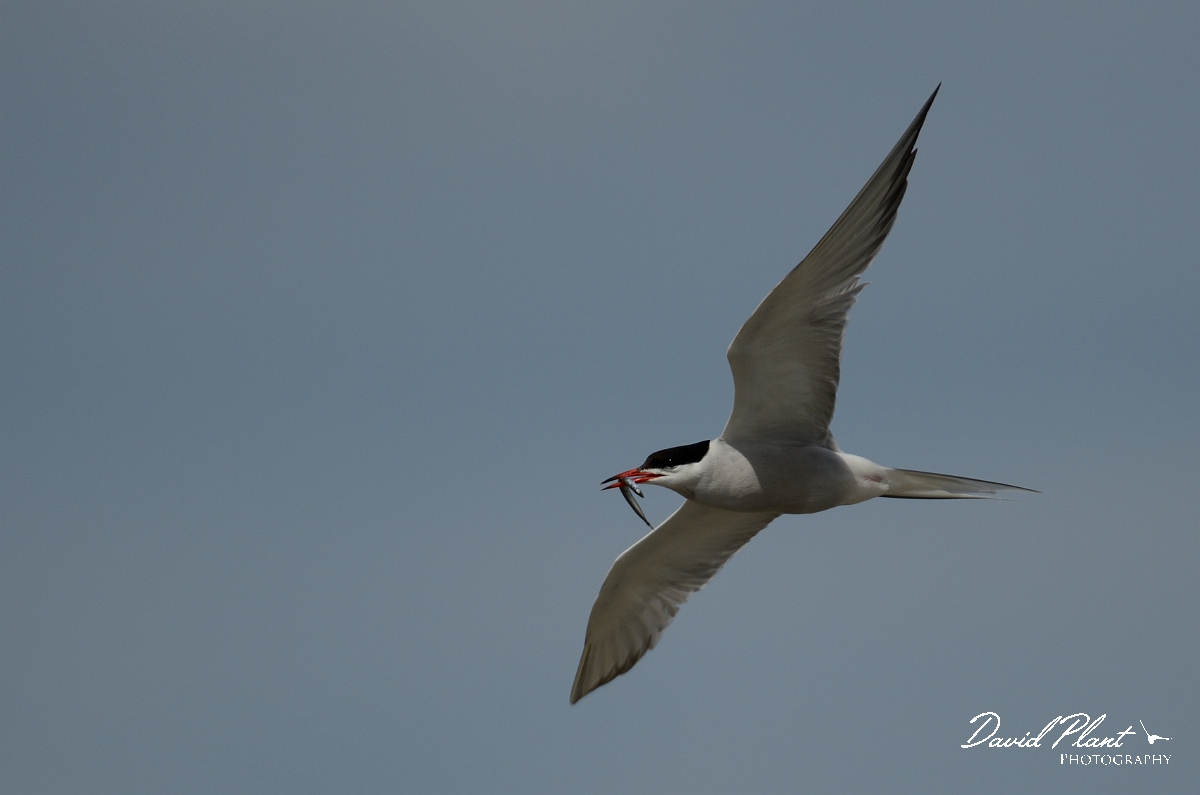 David Plant Photography - Wildlife Photography - Common tern - C.jpg - Common tern with fish - Anglesey