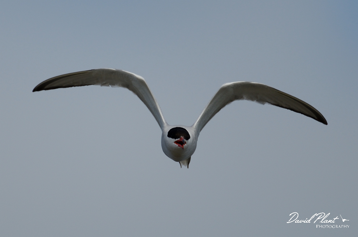 David Plant Photography - Wildlife Photography - Common tern - D.jpg - Common tern in flight - Anglesey