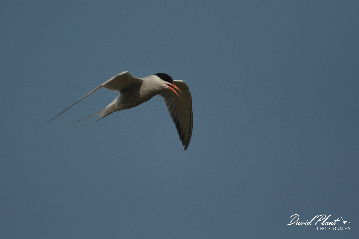 David Plant Photography - Wildlife Photography - Common tern - F.jpg - Common tern calling - Suffolk