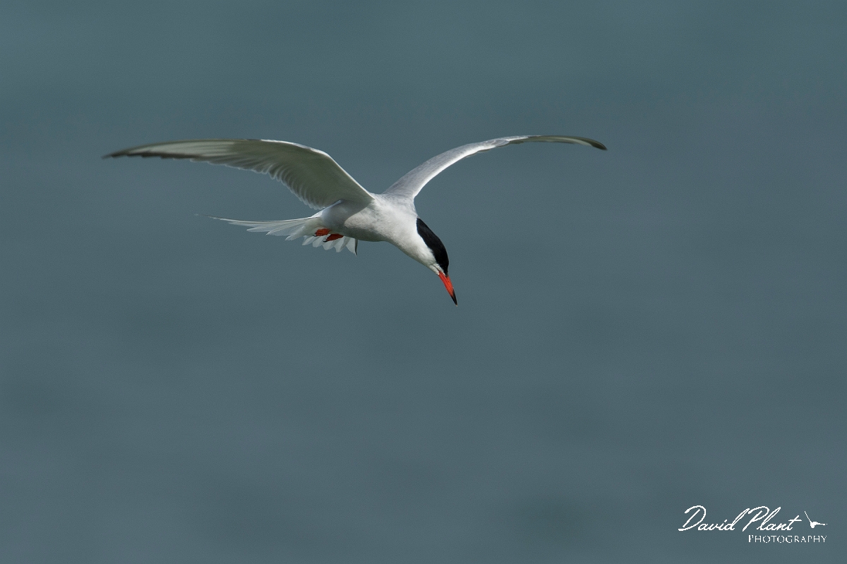 David Plant Photography - Wildlife Photography - Common tern - G.jpg - Common tern - Anglesey