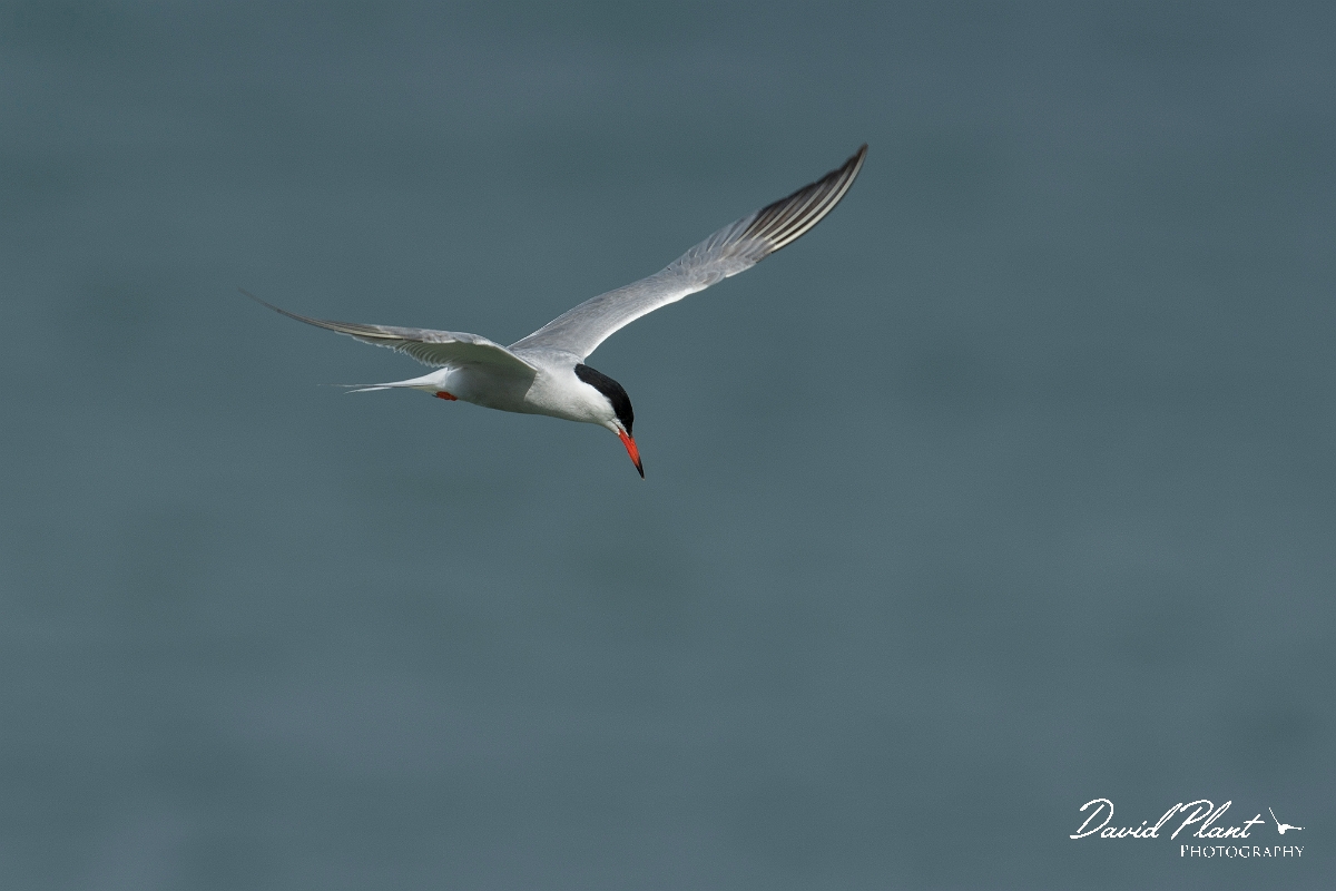 David Plant Photography - Wildlife Photography - Common tern - H.jpg - Common tern - Anglesey