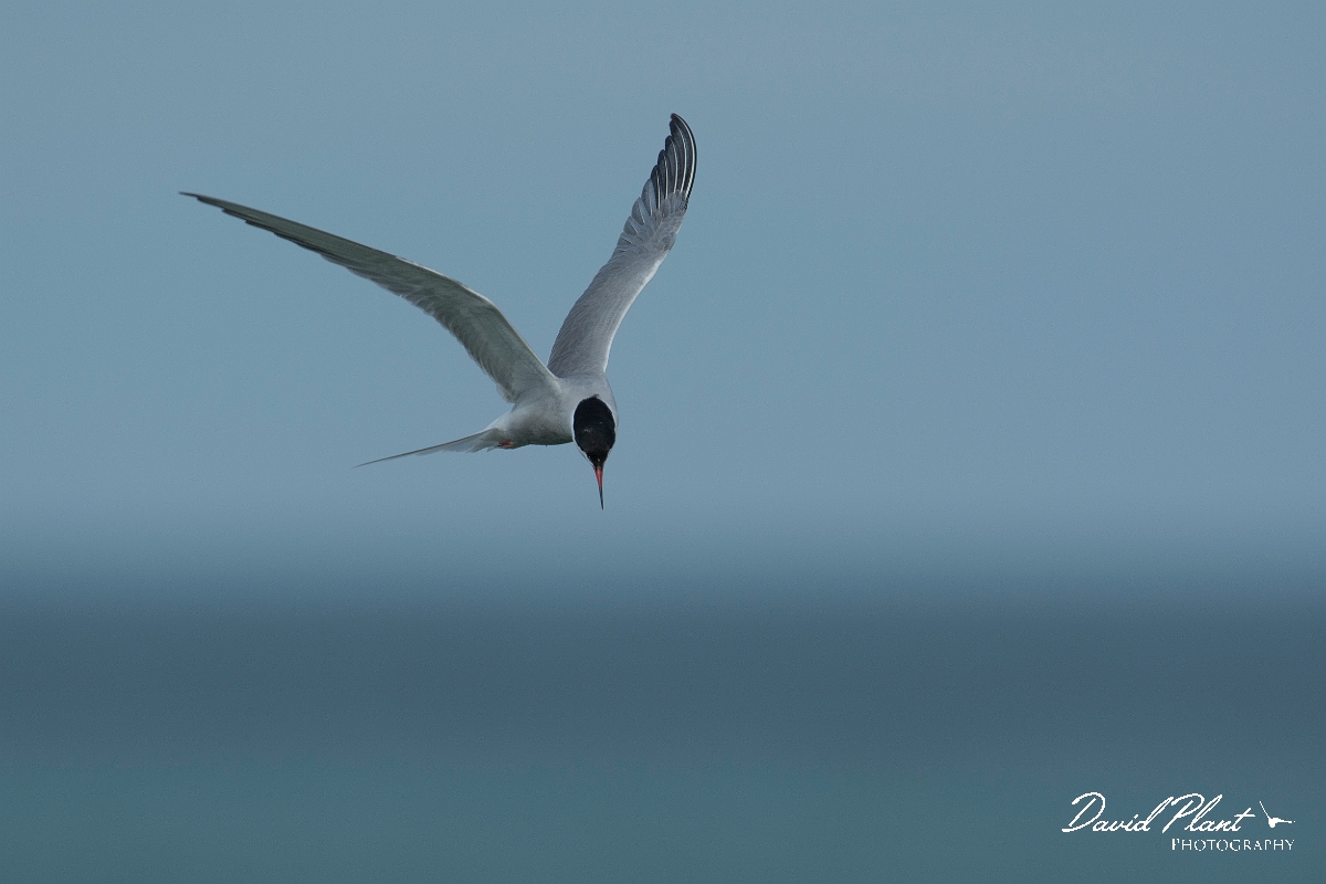 David Plant Photography - Wildlife Photography - Common tern - I.jpg - Common tern - Anglesey