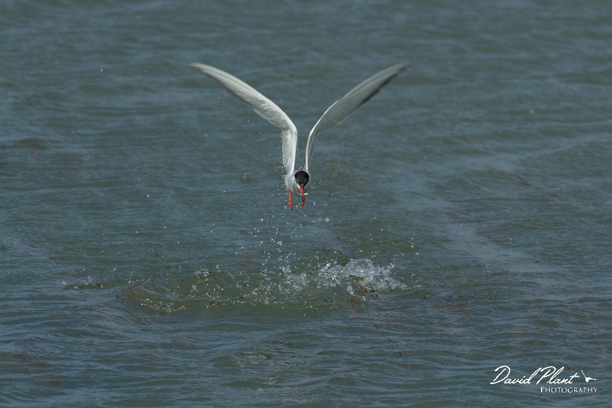 David Plant Photography - Wildlife Photography - Common tern - J.jpg - Common tern with fish - Anglesey