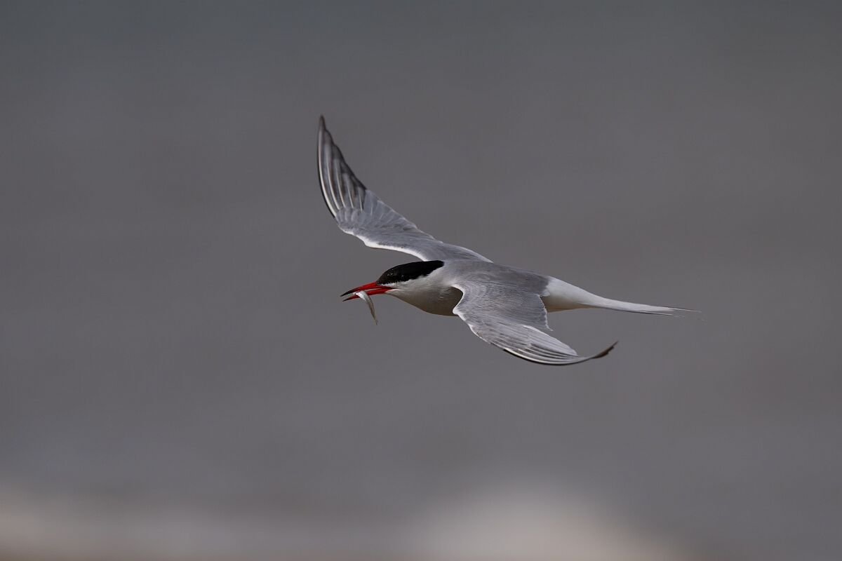 David Plant Photography - Wildlife Photography - Common tern - K.jpg - Common tern with fish - Suffolk