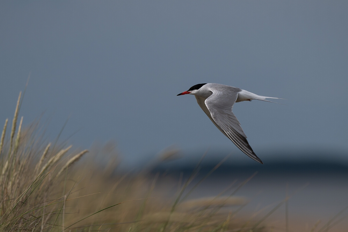 David Plant Photography - Wildlife Photography - Common tern - M.jpg - Common tern - Suffolk