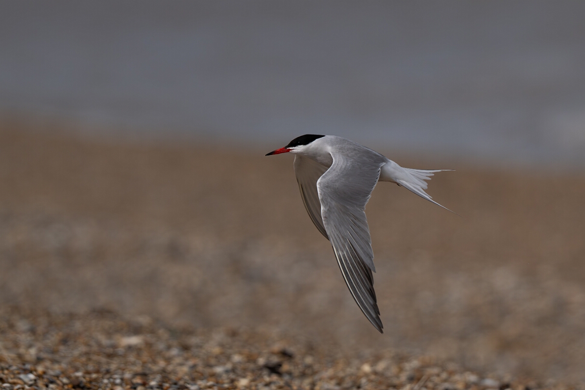 David Plant Photography - Wildlife Photography - Common tern - O.jpg - Common tern - Suffolk
