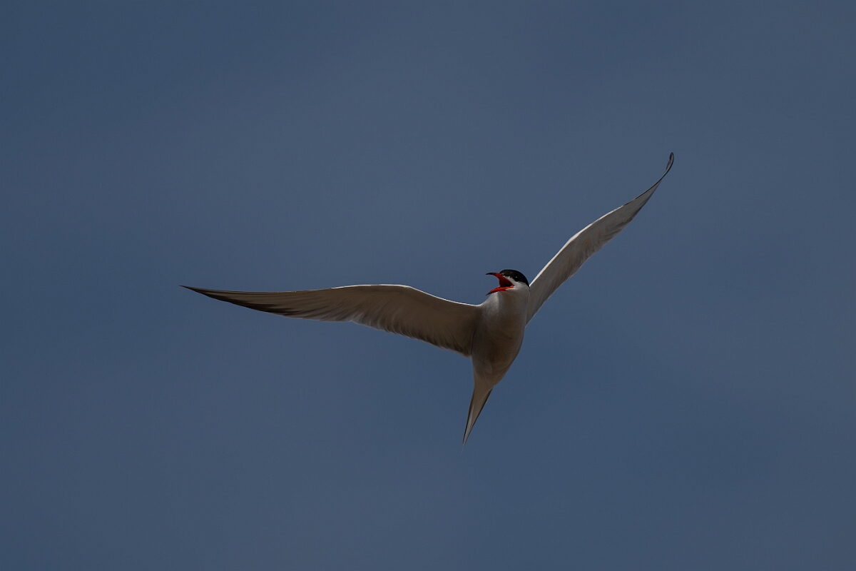 David Plant Photography - Wildlife Photography - Common tern - P.jpg - Common tern - Suffolk
