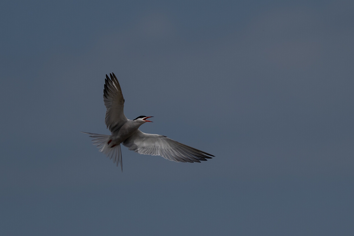 David Plant Photography - Wildlife Photography - Common tern - S.jpg - Common tern - Suffolk