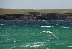 David Plant Photography - Wildlife Photographer - Common tern - A