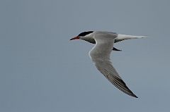 David Plant Photography - Wildlife Photography - Common tern - B