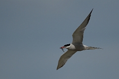David Plant Photography - Wildlife Photography - Common tern - C