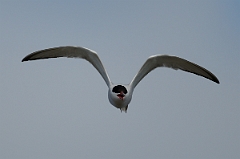 David Plant Photography - Wildlife Photography - Common tern - D