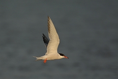 David Plant Photography - Wildlife Photography - Common tern - E