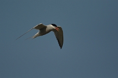 David Plant Photography - Wildlife Photography - Common tern - F