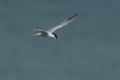 David Plant Photography - Wildlife Photography - Common tern - H