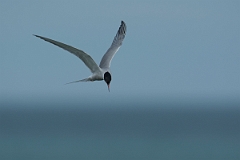 David Plant Photography - Wildlife Photography - Common tern - I
