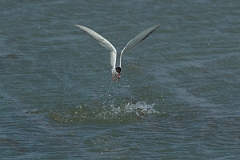 David Plant Photography - Wildlife Photography - Common tern - J
