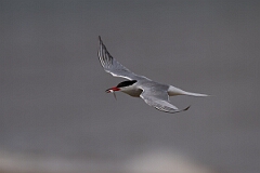 David Plant Photography - Wildlife Photography - Common tern - K