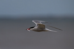 David Plant Photography - Wildlife Photography - Common tern - L