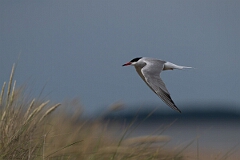 David Plant Photography - Wildlife Photography - Common tern - M