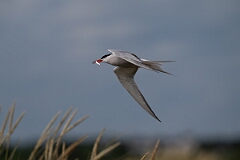 David Plant Photography - Wildlife Photography - Common tern - N