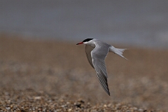 David Plant Photography - Wildlife Photography - Common tern - O