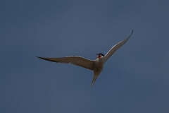 David Plant Photography - Wildlife Photography - Common tern - P