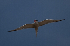 David Plant Photography - Wildlife Photography - Common tern - Q