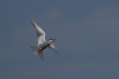 David Plant Photography - Wildlife Photography - Common tern - R