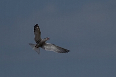 David Plant Photography - Wildlife Photography - Common tern - S