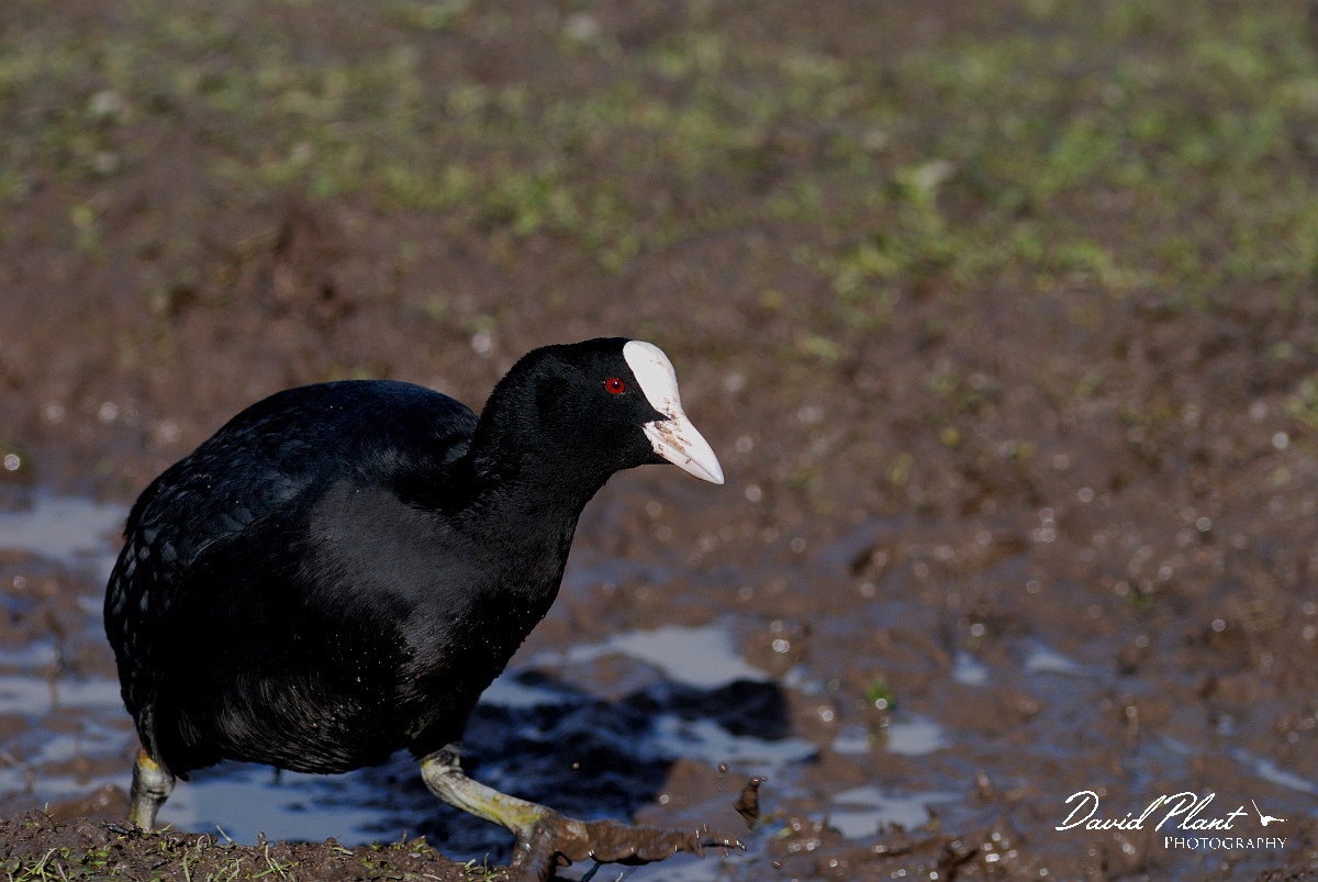 David Plant Photography - Wildlife Photographer - Coot - C.jpg - Coot - Slimbridge