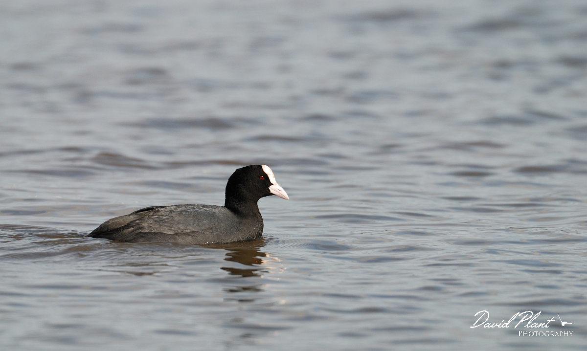 David Plant Photography - Wildlife Photographer - Coot - D.jpg - Coot - Slimbridge