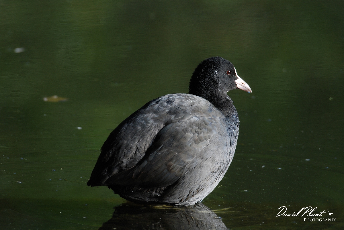David Plant Photography - Wildlife Photographer - Coot - E.JPG - Coot - Forest of Dean