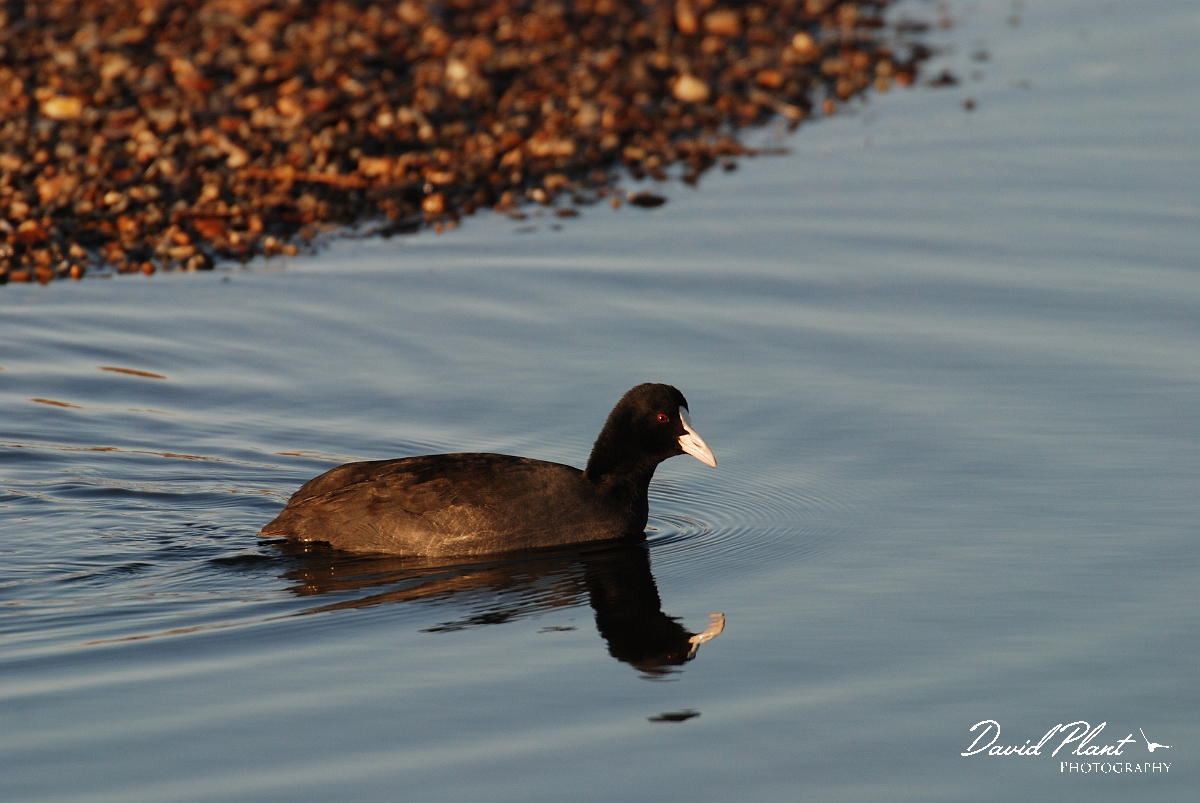 David Plant Photography - Wildlife Photographer - Coot - F.JPG - Coot in morning sun - Norfolk