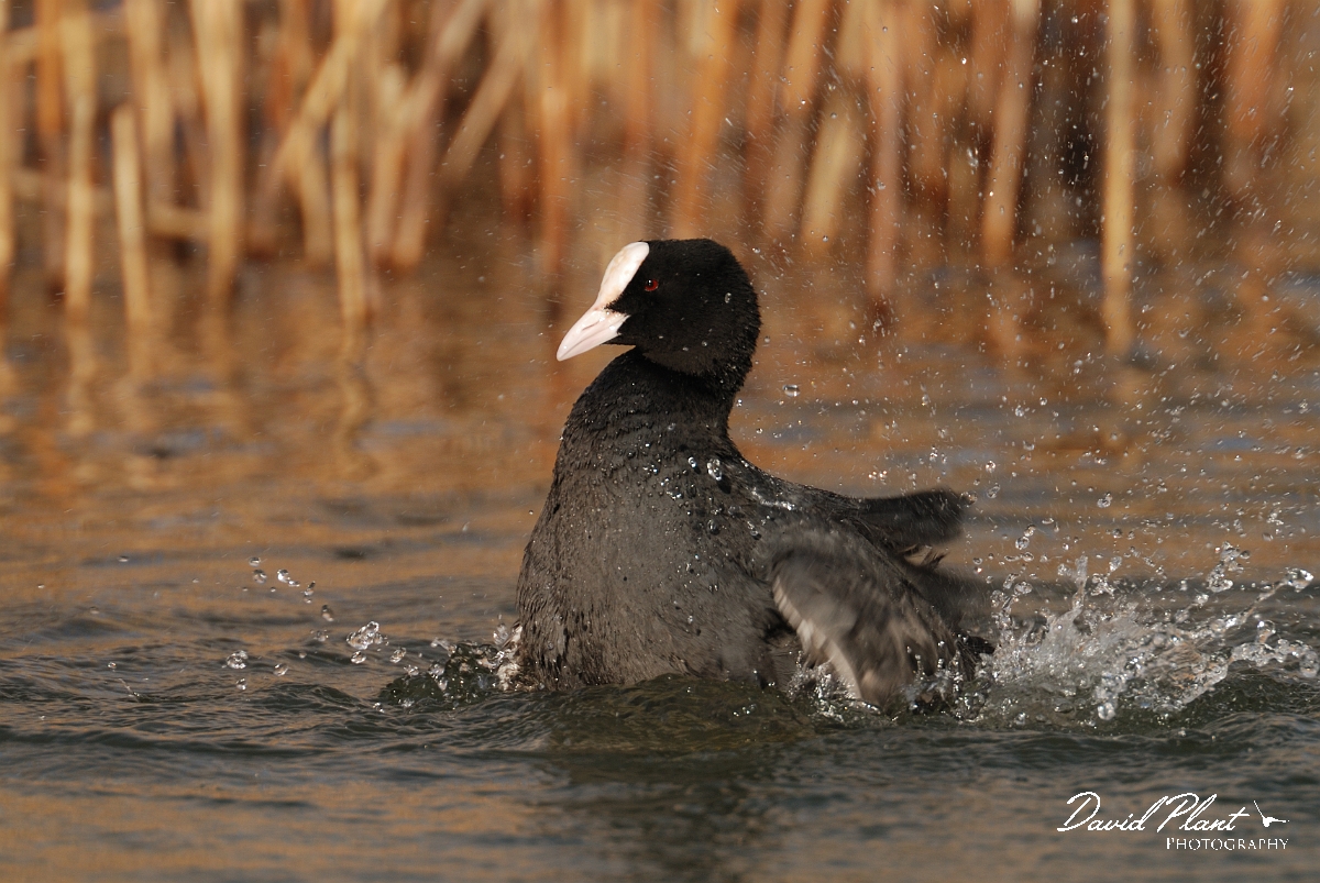 David Plant Photography - Wildlife Photography - Coot - H.jpg - Coot washing - Dorset