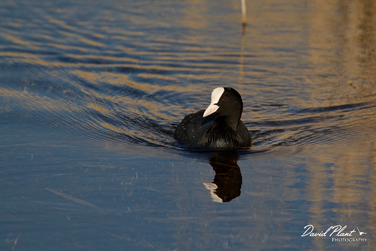 David Plant Photography - Wildlife Photography - Coot - M.jpg - Coot swimming - Cambridgeshire