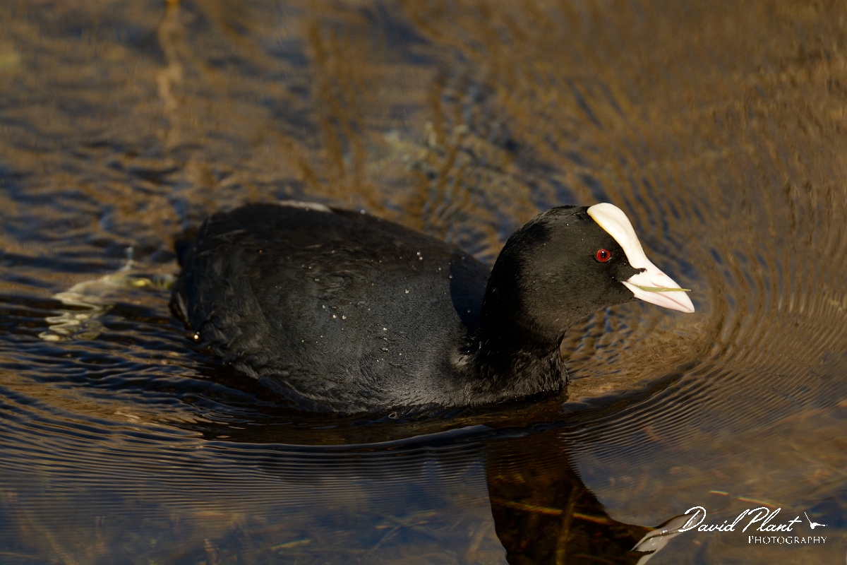 David Plant Photography - Wildlife Photography - Coot - N.jpg - Coot swimming - Cambridgeshire