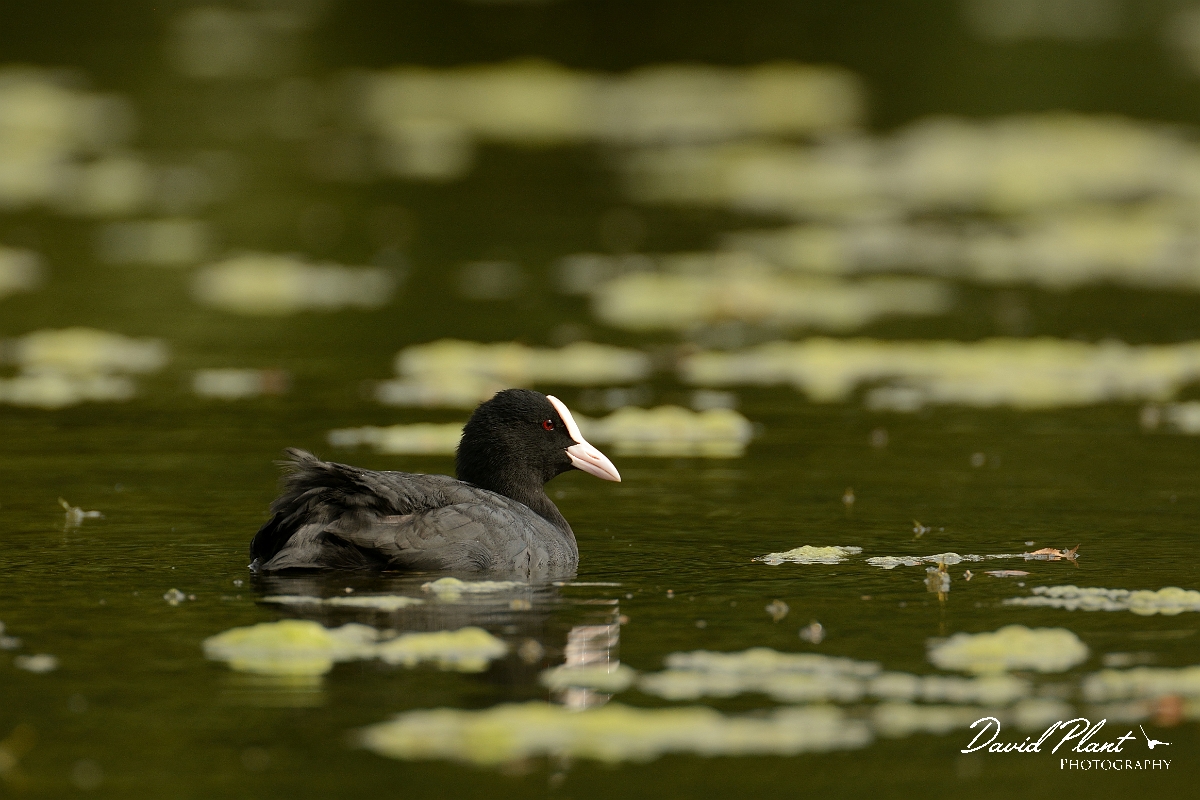 David Plant Photography - Wildlife Photography - Coot - O.jpg - Coot - Forest of Dean